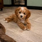 Abrikoos mini labradoodle pups, met een fijne start in huis, Overige rassen, 8 tot 15 weken, Meerdere, Meerdere dieren