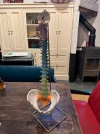 Anatomisch model Rug en bekken, Ophalen