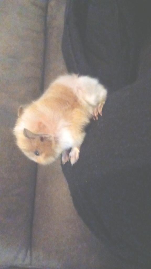 Baby cavia's, Cavia, April, Meerdere dieren, Tam