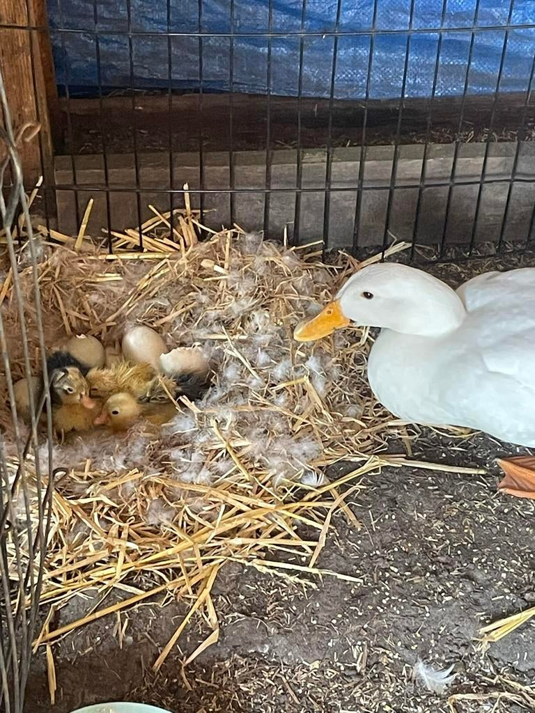 Loop eend kuikens, Geslacht onbekend, Kleurkanarie