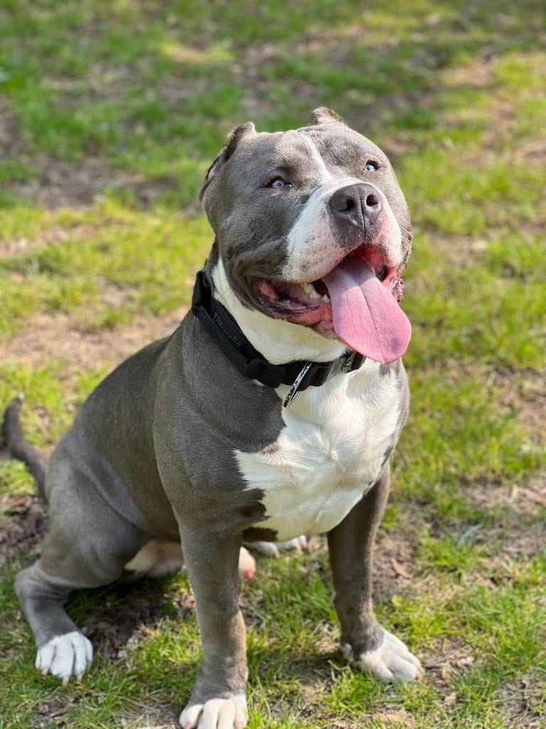 American Bully XL Reu met ABKC stamboom lief en rustig, Reu, Parvo, Bulldog, Eén hond