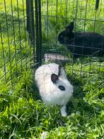 Tam mannetjes konijn, Mannelijk, Middelgroot, 3 tot 5 jaar