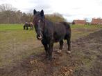 Trekpaard, Merrie, Met stamboom, Zadelmak, 11 jaar of ouder