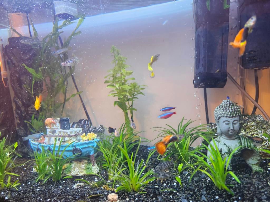 Vissen, Dieren en Toebehoren, Vissen | Aquariumvissen, Vis