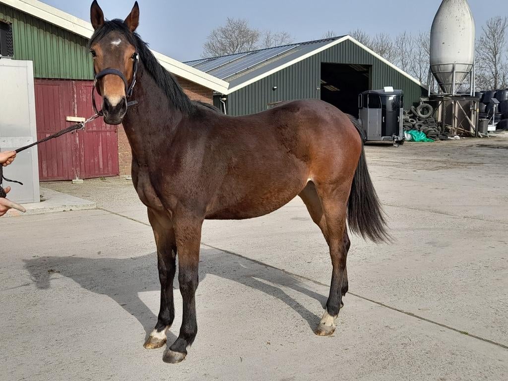 2 jarige merrie, Dieren en Toebehoren, Paarden, Merrie, 160 tot 165 cm, Recreatiepaard, 3 tot 6 jaar