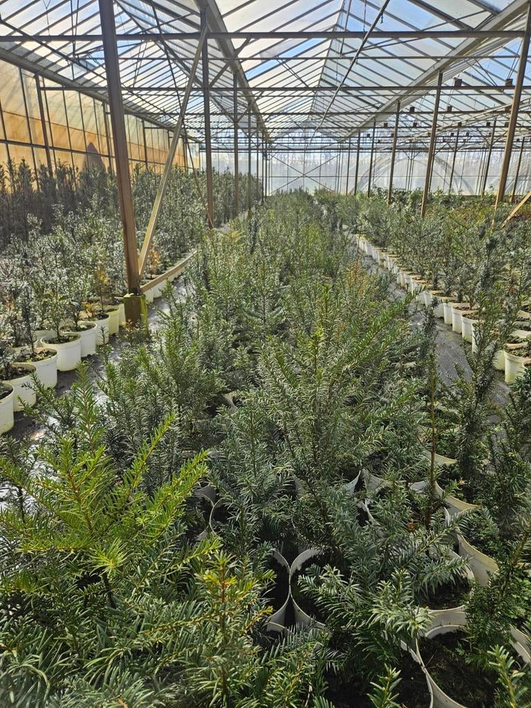 Taxus baccata te koop!, Bloeit niet, Halfschaduw, Overige soorten, Minder dan 100 cm