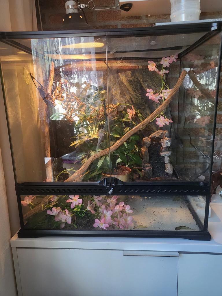 Terrarium 60x50x45 nieuwstaat
Exoterra, Dieren en Toebehoren, Reptielen en Amfibieën | Toebehoren, Ophalen, Zo goed als nieuw