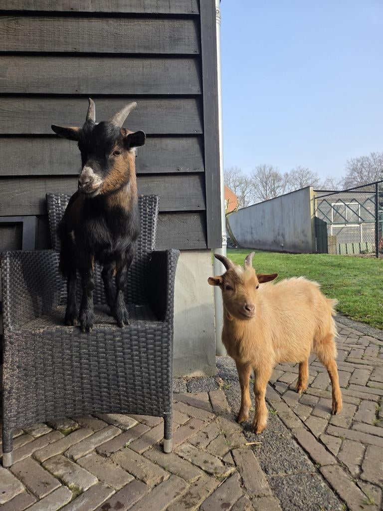 2 tamme gecastreerde dwerggeitjes zoeken een nieuw huisje, Dieren en Toebehoren, Schapen, Geiten en Varkens, Mannelijk, Geit, 0 tot 2 jaar