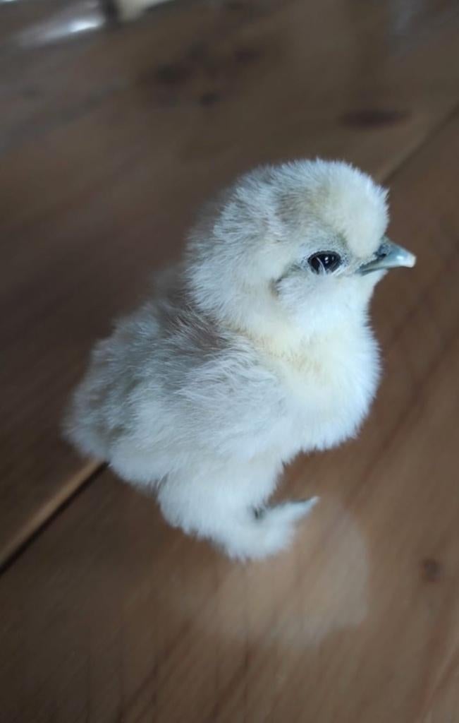 Broedeieren zijdehoen, Dieren en Toebehoren, Pluimvee, Geslacht onbekend, Kip