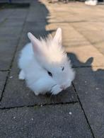 Lief vrouwtjes konijn 6 weken oud, Dieren en Toebehoren, Konijnen, Vrouwelijk