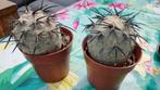 TEPHROCACTUS GEOMETRICUS DIABLO ZEER MOOIE DOORN CACTUS, Ophalen of Verzenden, Halfschaduw, Minder dan 100 cm