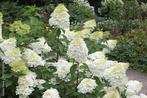 Pluimhortensia, Hydrangea Paniculata Phantom, Vaste plant, Halfschaduw, Zomer, Ophalen