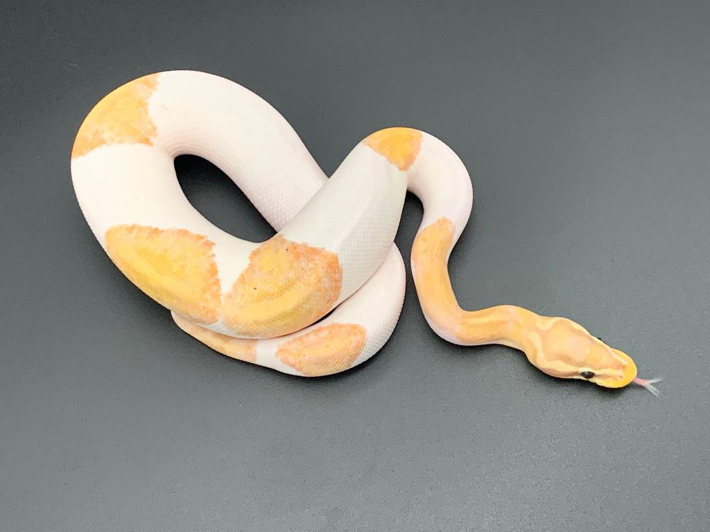 1.0 banana piebald python regius, Dieren en Toebehoren, Slang, Tam, 0 tot 2 jaar