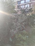 Vlinderstruik (Buddleja davidii) - Trek vlinders aan!, Tuin en Terras, Planten | Tuinplanten, Volle zon, Vaste plant, Zomer, Ophalen