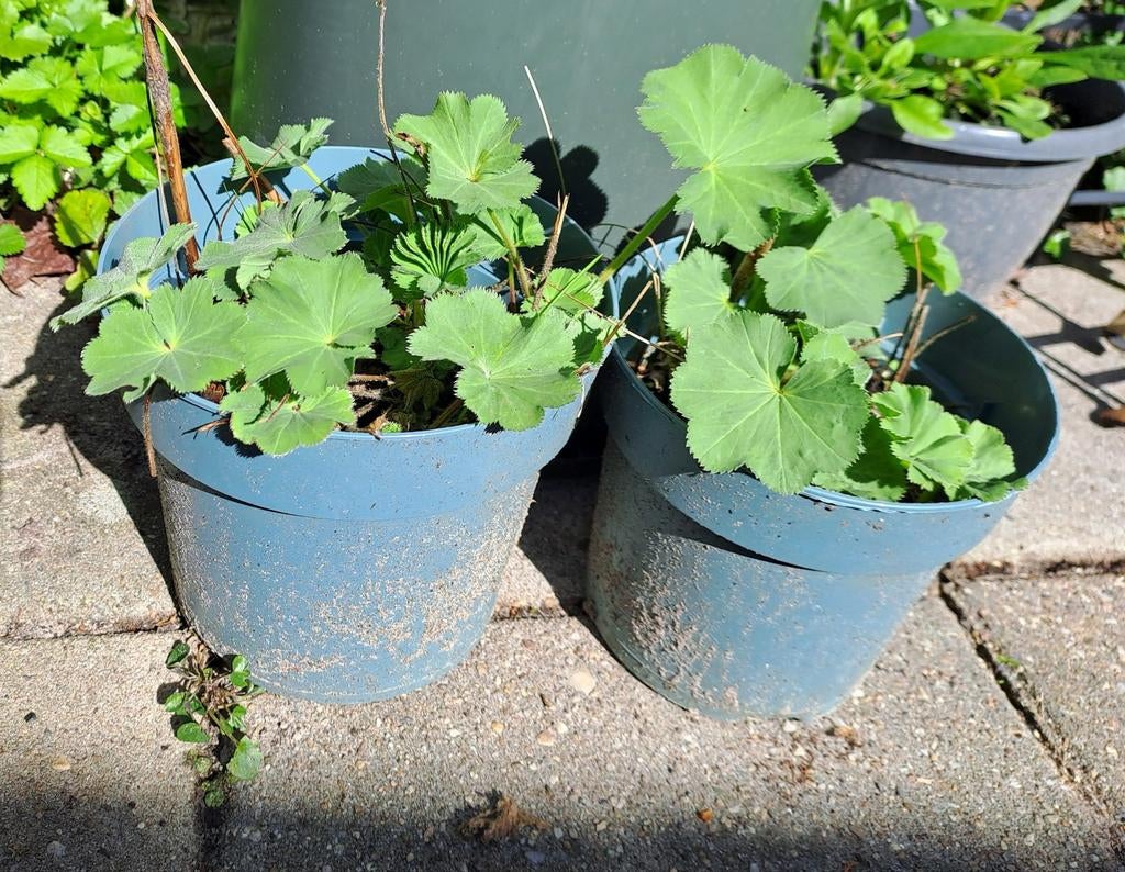 Vrouwenmantel (Alchemilla) - Prachtige vaste tuinplant, Ophalen, Bodembedekkers, Vaste plant, Halfschaduw