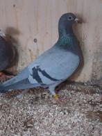 Te koop  G Koopman duivin 2024, Meerdere dieren, Overige soorten