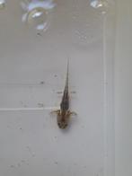 Jonge axolotl wild kleur, Dieren en Toebehoren, 0 tot 2 jaar