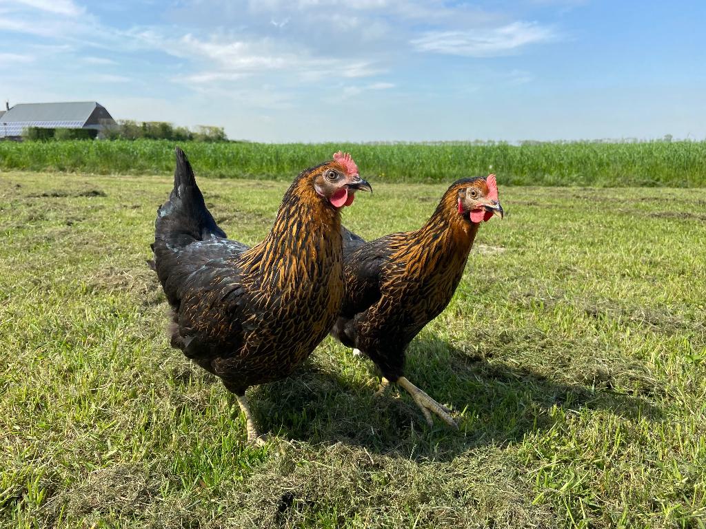 Jonge tamme Harco kippen gesekst en ingeënt, Dieren en Toebehoren, Pluimvee, Vrouwelijk, Kip