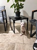 Prachtige Amerikaanse Stafford Pup, Dieren en Toebehoren, Honden | Jack Russells en Terriërs, België, Particulier, 8 tot 15 weken