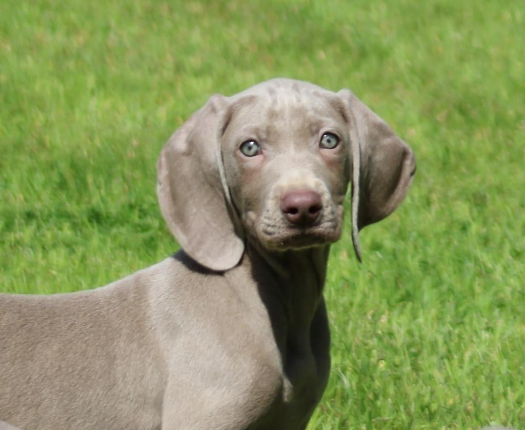 Weimaraner pup, Parvo, België, 8 tot 15 weken, Eén hond