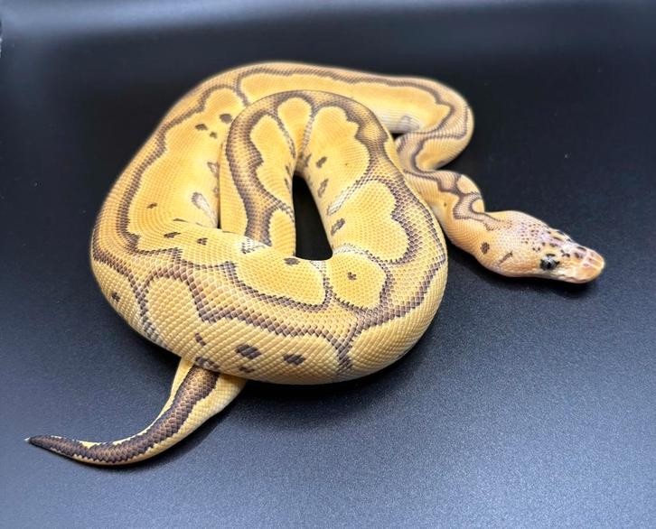 0.1 Pastel Orange Dream Jungle Woma Clown ball python regius Ball Python - male for sale from Kevin