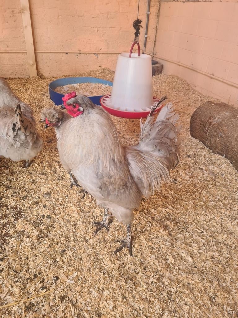 Haan, Dieren en Toebehoren, Pluimvee, Mannelijk, Kip