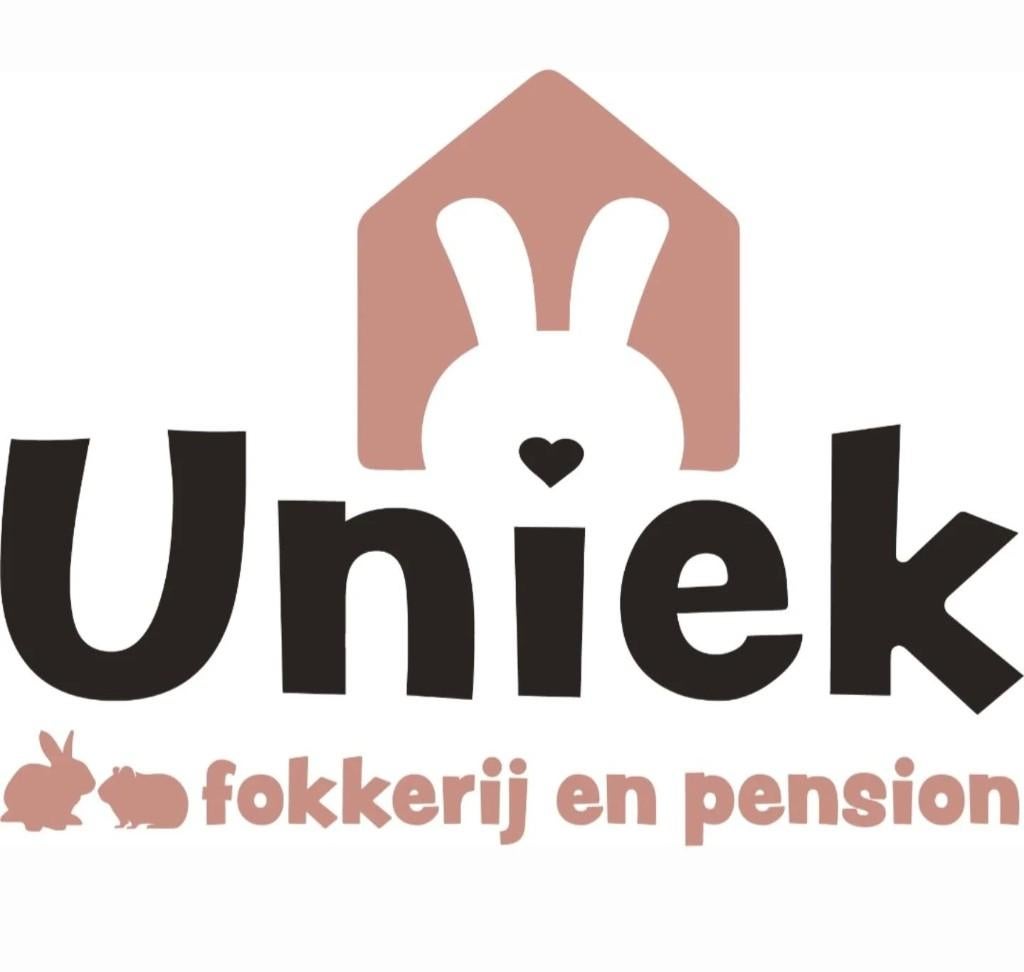 Lieve dwerg hangoor NHD rammetjes bruin grijs bont lief tam, Dieren en Toebehoren, Mannelijk, Dwerg, Hangoor, 0 tot 2 jaar