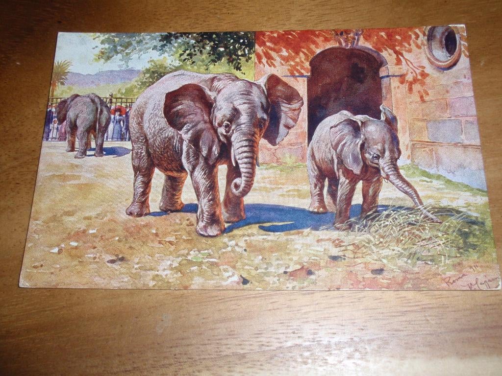 Zoo Dierentuin Rome Olifant, Verzamelen, Verzenden, 1940 tot 1960, Ongelopen, Wild dier