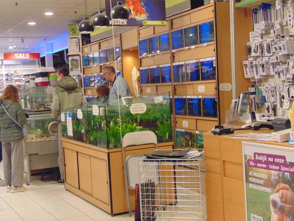 Goudhamsters hamster hamsters, Dieren en Toebehoren, Knaagdieren, Hamster, Maart, Meerdere dieren, Tam