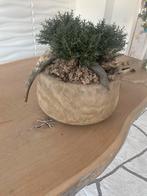 Unieke Tafeldecoratie met Mos, Takken, Koe- en Ramshoorn, Ophalen, Zo goed als nieuw