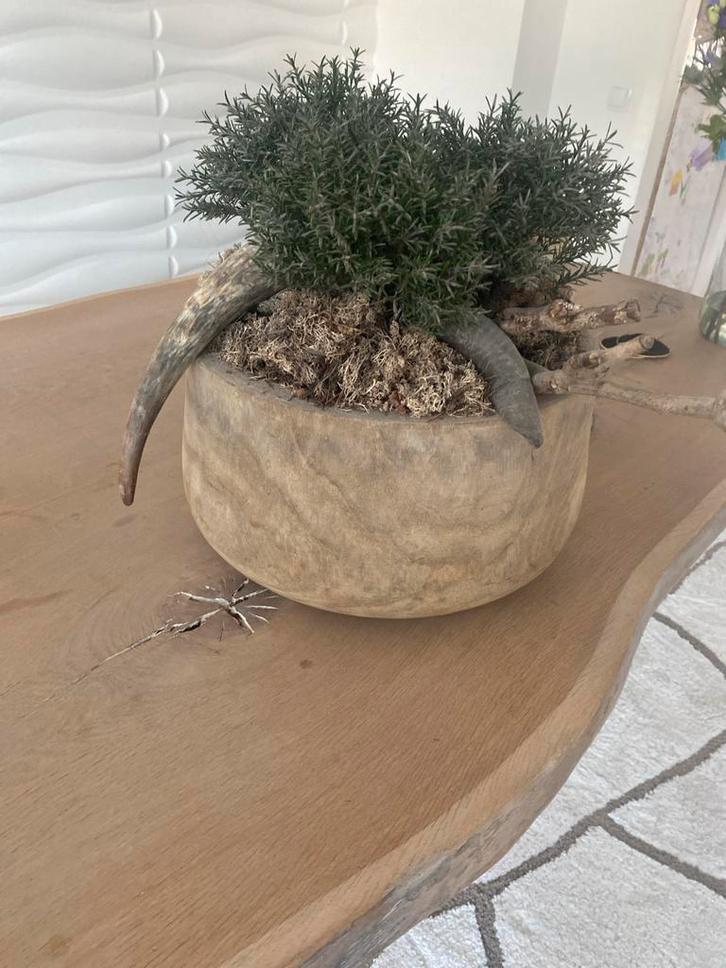 Unieke Tafeldecoratie met Mos, Takken, Koe- en Ramshoorn, Huis en Inrichting, Woonaccessoires | Overige, Zo goed als nieuw, Ophalen