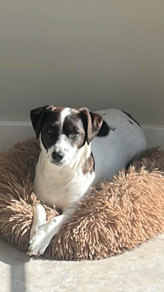 Jack Russell pups geboren, Dieren en Toebehoren, Honden | Jack Russells en Terriërs, Meerdere dieren, Jack Russell Terriër, Fokker | Hobbymatig