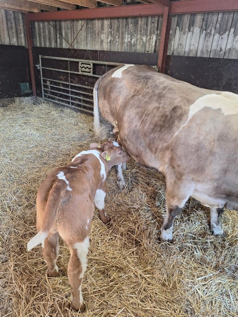 Te koop zwaare dikbilkoe  met dikbil stierkalf, Dieren en Toebehoren, Runderen, Mannelijk