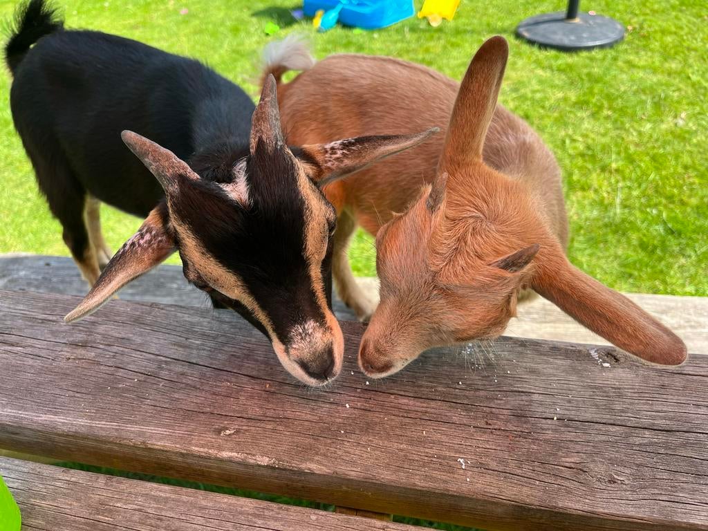 Lieve dwerggeiten black en tan bok en camel geit, Dieren en Toebehoren, Schapen, Geiten en Varkens, Meerdere dieren, Geit, 0 tot 2 jaar