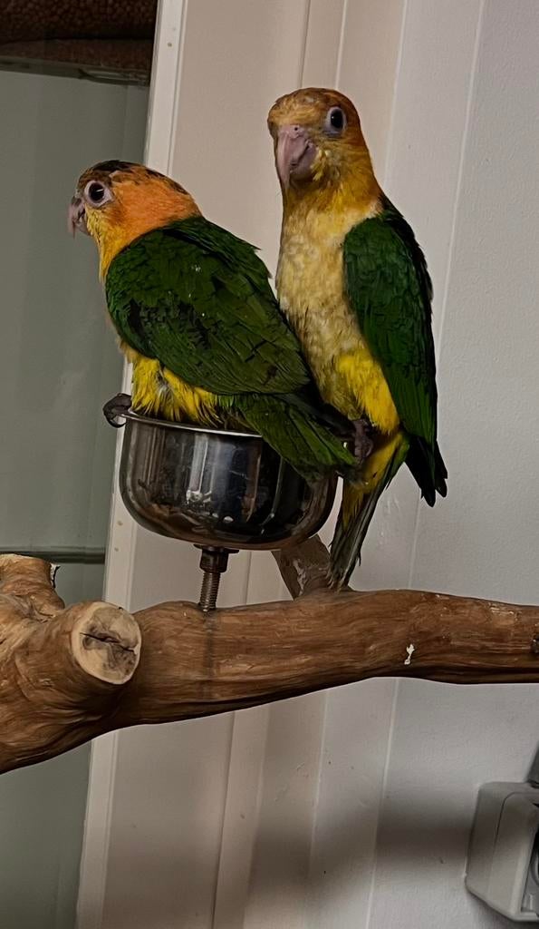 Caiques Papegaaien 2026, Dieren en Toebehoren, Vogels | Parkieten en Papegaaien, Meerdere dieren, Papegaai, Geringd