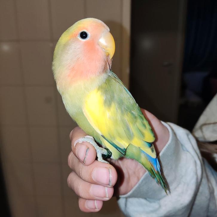 Jonge Agapornis Roseicollis (Man), Dieren en Toebehoren, Vogels | Parkieten en Papegaaien, Dwergpapegaai of Agapornis, Mannelijk