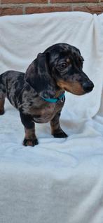 Dwergteckel puppy reutje, Dieren en Toebehoren, Honden | Teckels en Dashonden, Reu, 8 tot 15 weken, Korthaar, Dwerg