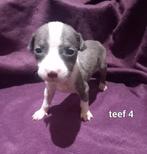 Amerikaanse stafford pups, Dieren en Toebehoren, Honden | Jack Russells en Terriërs, 8 tot 15 weken, American Staffordshire Terriër