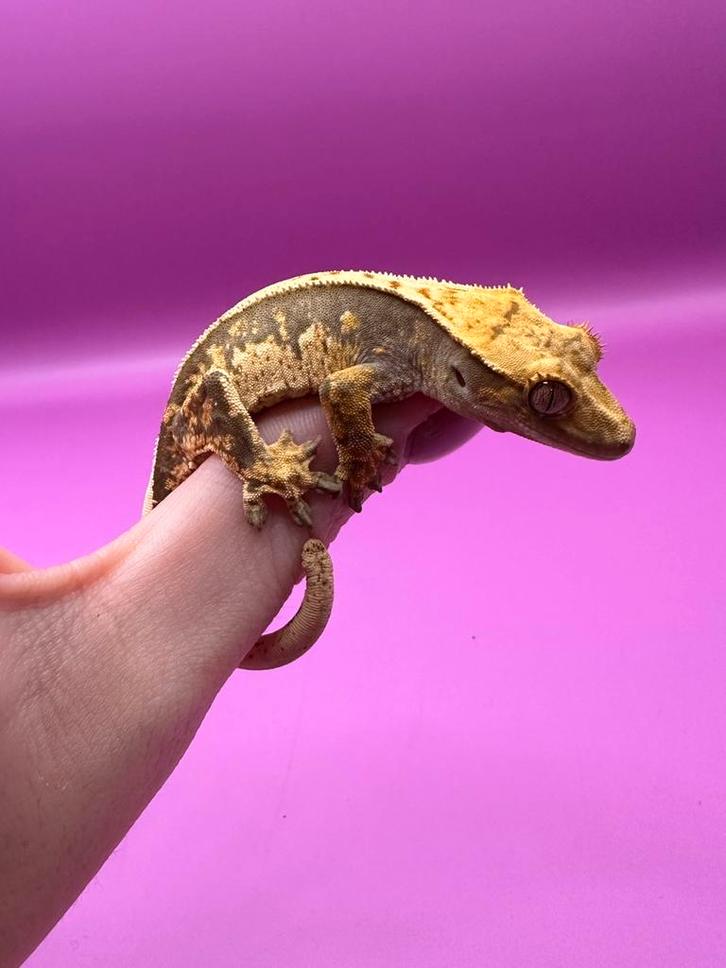 Wimpergekko baby unsexed Crested Gecko - female for sale from RX Cresties
