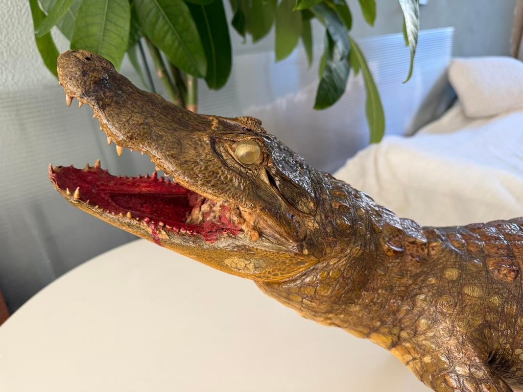 Opgezette Kaaiman 1.40 m, Ophalen, Vogel, Opgezet dier