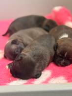 Staffordshire Bull Terrier pups, Parvo, Overige rassen, 8 tot 15 weken, Teef