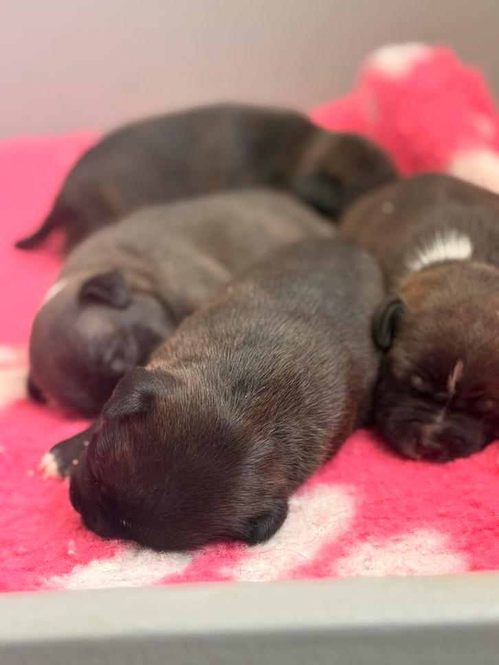 Staffordshire Bull Terrier pups, Dieren en Toebehoren, Honden | Jack Russells en Terriërs, Teef, Overige rassen, Fokker | Hobbymatig