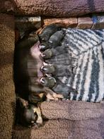 Chihuahua pups, Dieren en Toebehoren, Parvo, 8 tot 15 weken, Meerdere, Meerdere dieren