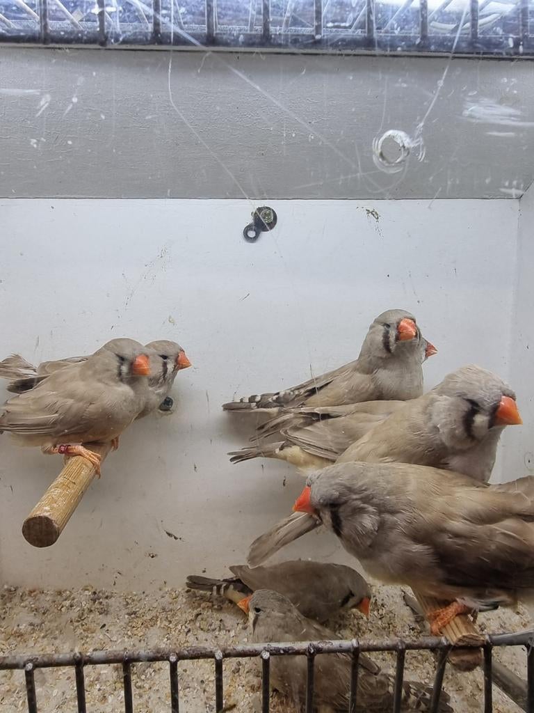 Te koop poppen split charcoal
bruin, Vrouwelijk