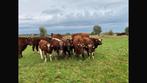 Drachtige Brandrode runderen te koop, Dieren en Toebehoren, Runderen, Vrouwelijk