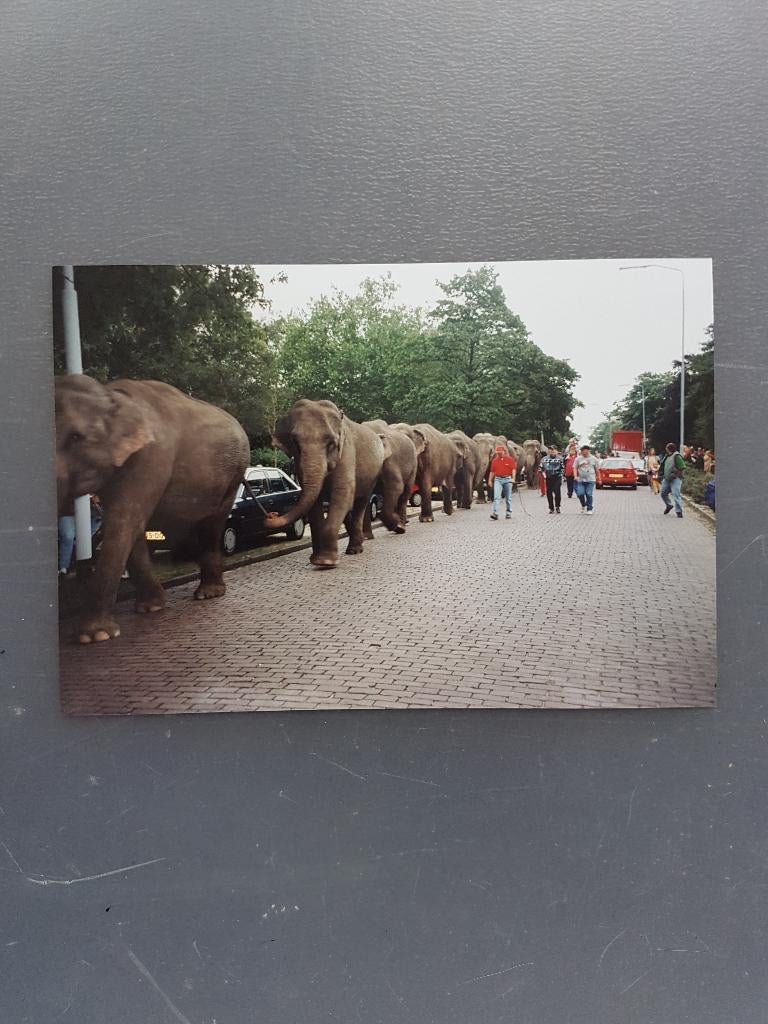 Circus/ American Circus op de Goffertweide in Nijmegen 1997., Ophalen of Verzenden, Zo goed als nieuw