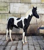 Aparte dressuur gefokte jaarling hengsten, Hengst, Dressuurpaard, Met stamboom, 0 tot 2 jaar