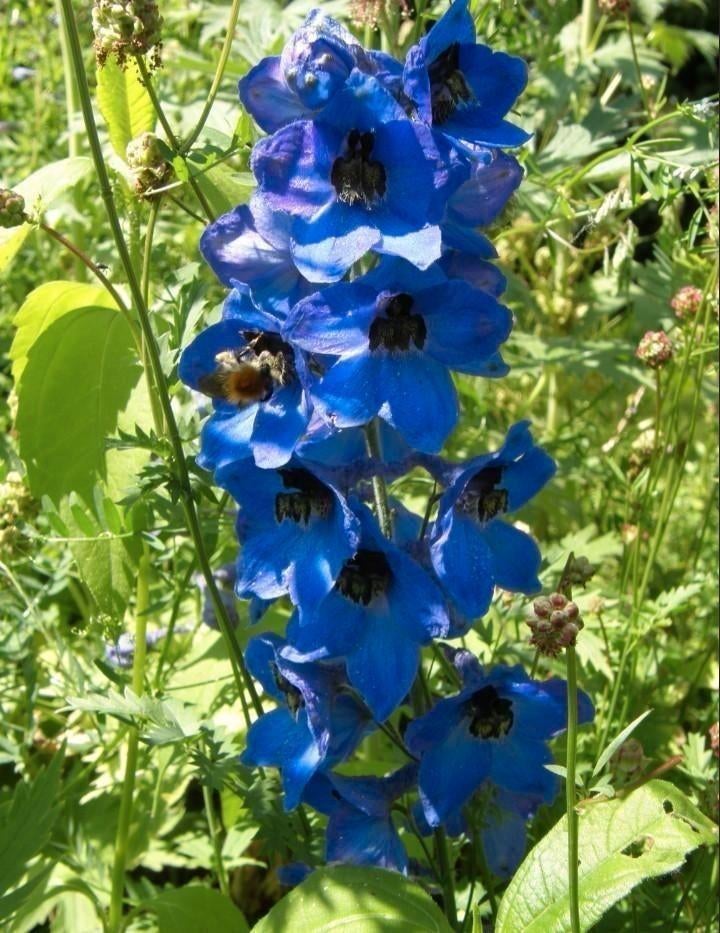 Zaden Ridderspoor blauw-wit mix - Delphinium Imperial mix, Verzenden, Voorjaar, Volle zon, Zaad