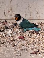 Agapornissen, Dieren en Toebehoren, Vogels | Parkieten en Papegaaien, Geslacht onbekend, Dwergpapegaai of Agapornis, Tam