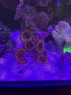 Palythoa Grandis. 6+ poliepen, Overige typen, Zoutwatervis